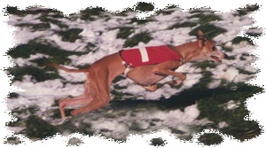 whippet