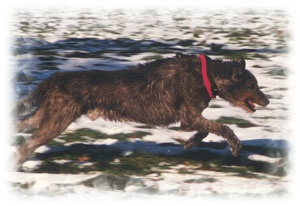 wolf